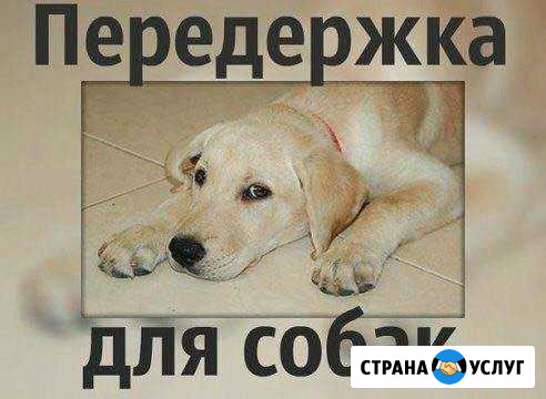 Передержка собак,щенков Чита - изображение 1