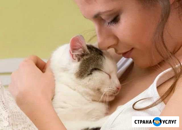 Передержка кошек Москва - изображение 1