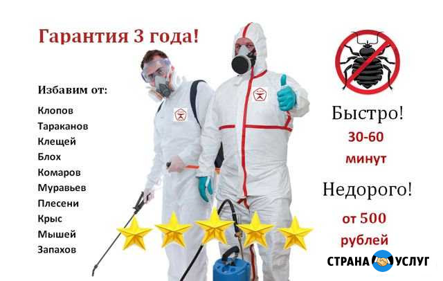 Уничтожение тараканов, клопов, клещей, насекомых Геленджик - изображение 1