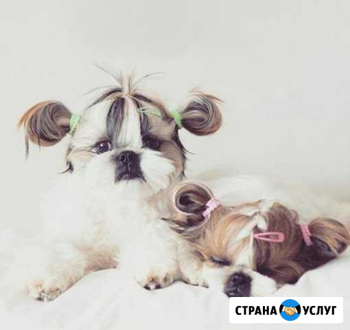 Стрижка собак Ачинск - изображение 1