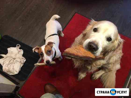 Передержка собак и кошек и других домашних животны Москва