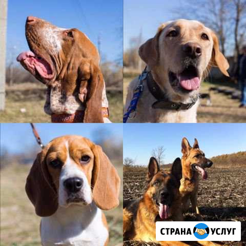 Дрессировка собак Майкоп - изображение 1