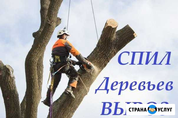Спил деревьев в Курске Курск - изображение 1