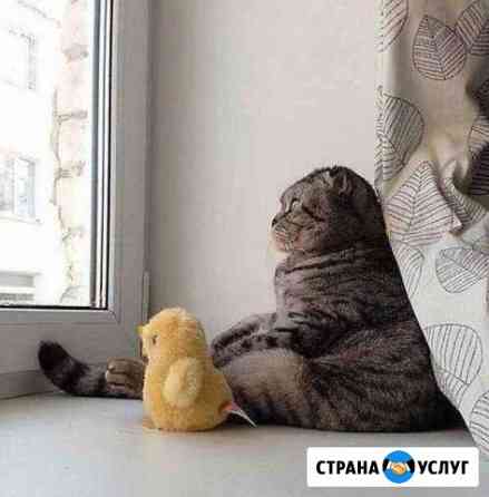 Передержка кошек и котов домашняя. Котоняня Москва