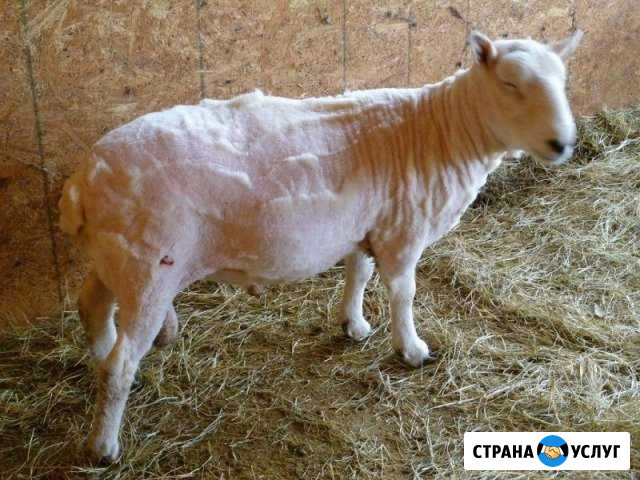 Стрижка овец Кущевская - изображение 1
