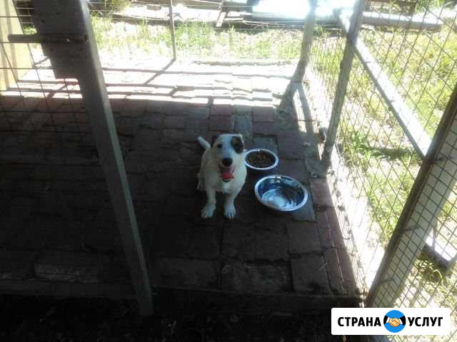 Дрессировка собак Армавир Армавир - изображение 1