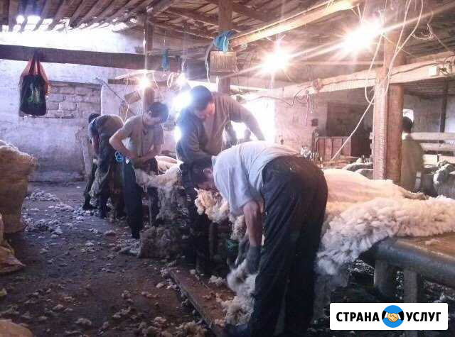 Стрижка овец Магнитогорск - изображение 1