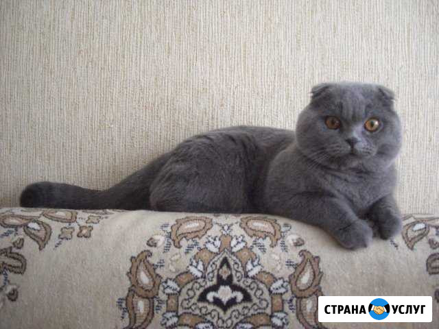 Котик приглашает на вязку Королев - изображение 1
