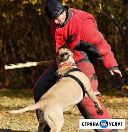 Дрессировка собак Москва Видное Домодедово Москва