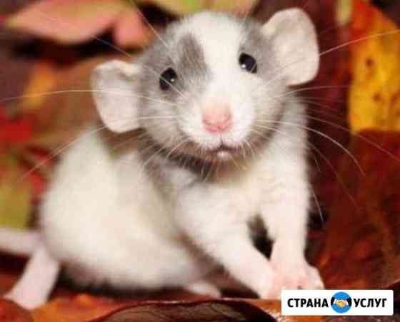 Передержка животных Иркутск