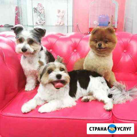 Передержка собак,кошек,и других животных Ростов-на-Дону