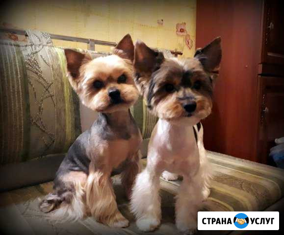 Стрижка собак Москва - изображение 1