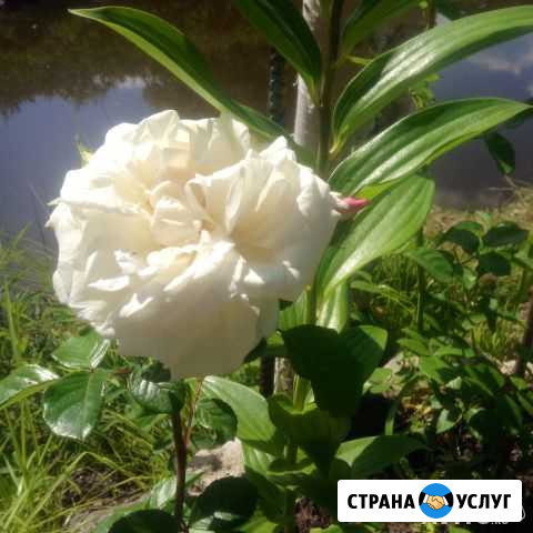 Мытье окон, уборка квартир и загородного дома) Сертолово - изображение 1
