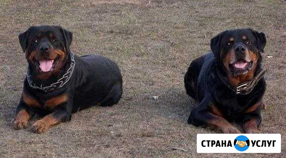 Выгул собак в Тёплом Стане Москва - изображение 1