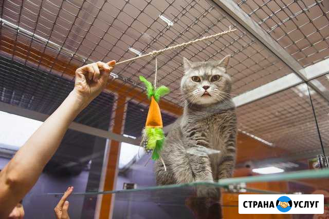 Гостиница, отель, для животных BookingCat Санкт-Петербург - изображение 1