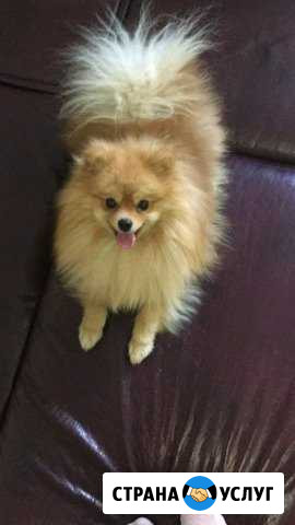 Вязка шпиц Иркутск - изображение 1