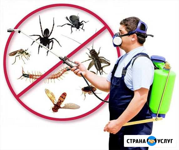 Дезинсекция травим тараканов, клопов Подольск - изображение 1