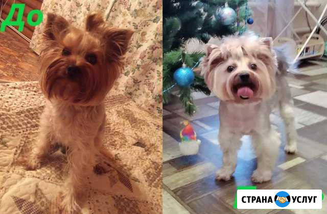 Стрижка собак и кошек Выкса - изображение 1