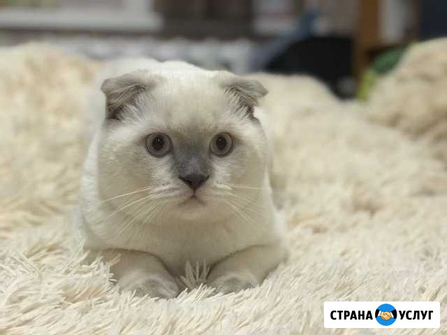 Вязка шотландца Севастополь - изображение 1