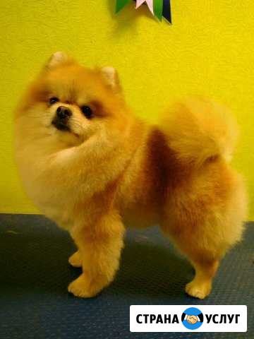 Стрижка собак и кошек Пермь - изображение 1