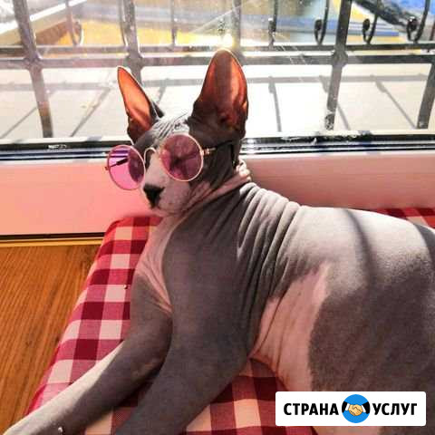 Передержка животных Тюмень - изображение 1