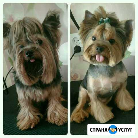 Стрижка собак и кошек Краснотурьинск - изображение 1