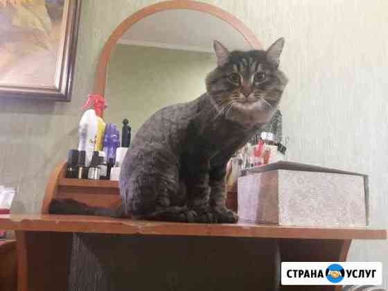 Стрижка собак и кошек Иркутск