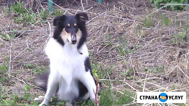 Передержка кошек и собак Тольятти - изображение 1