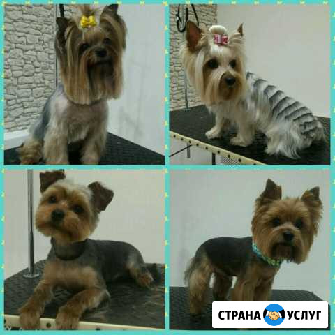 Стрижка собак (груминг) Киров - изображение 1