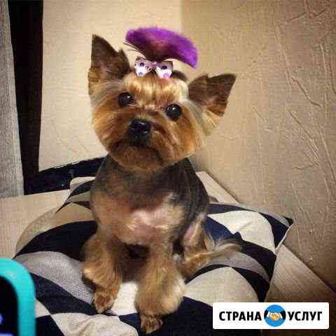 Груминг, стрижка животных на дому Москва