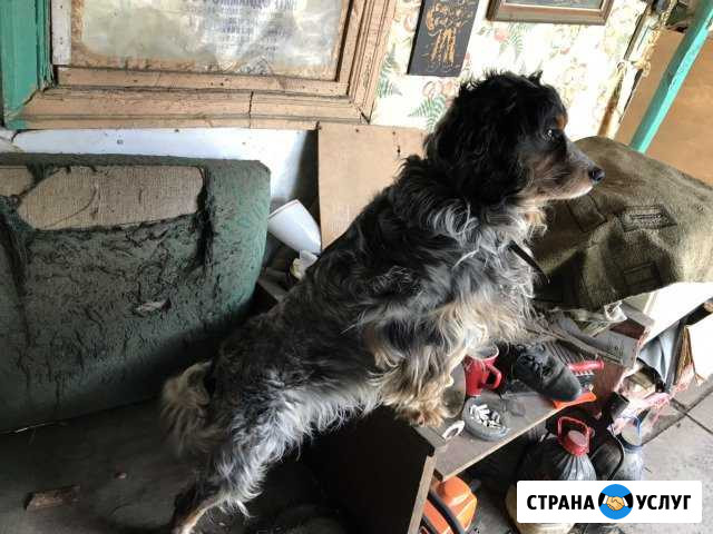 Вязка, русский кокер спаниель Белореченск - изображение 1