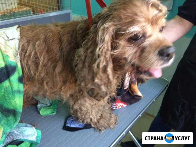 Стрижка собак Пермь - изображение 1