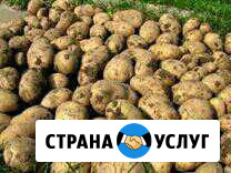 Продовольственный картофель Никологоры - изображение 1