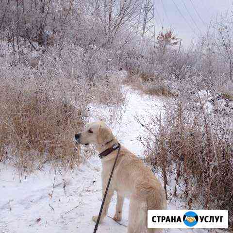 Передержка для собак и кошек Самара