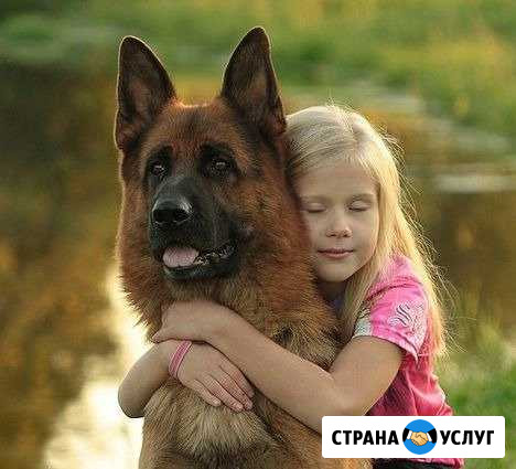 Воспитание и дрессировка Новочеркасск - изображение 1