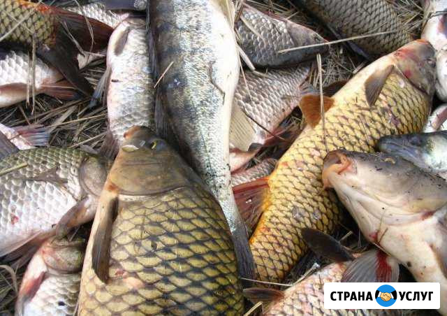 Доставка св.мороженой рыбы частиковых пород Каспия Кизляр - изображение 1
