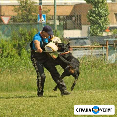 Дрессировка собак в Москве Звенигород - изображение 1