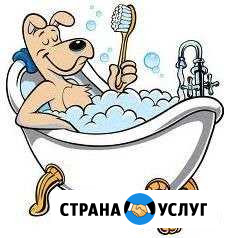 Уход за домашним питомцем Сорочинск - изображение 1
