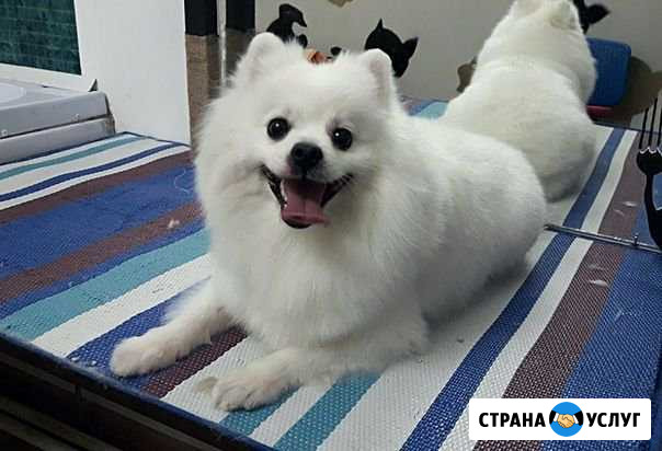 Стрижка собак и кошек, ошейники ручной работы в на Егорьевск - изображение 1