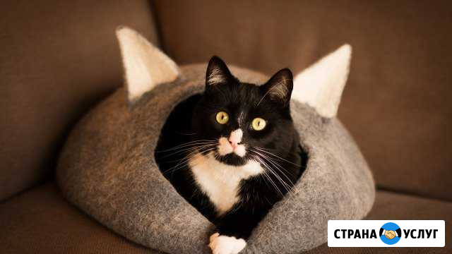 Передержка для кошек Ижевск - изображение 1