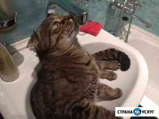 Передержка кошек и собак Москва