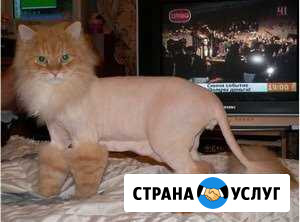 Подстригу вашего котика Ачинск - изображение 1
