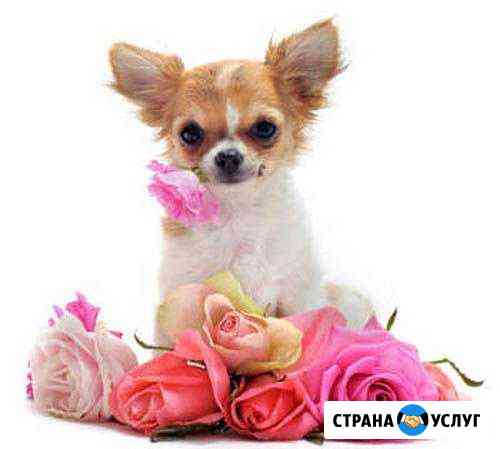 Открылся салон по стрижке собак и кошек Бузулук