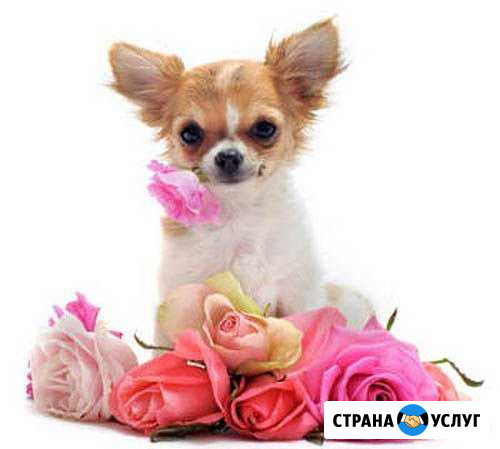 Открылся салон по стрижке собак и кошек Бузулук - изображение 1