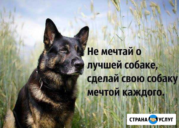 Дрессировка собак, Зоо-отель для животных Одинцово - изображение 1