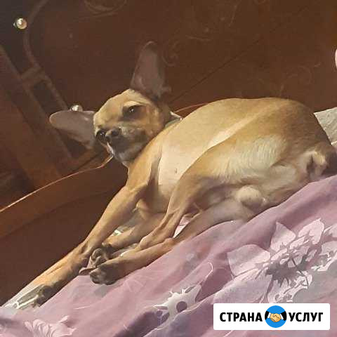 Вязка той-терьера Братск - изображение 1