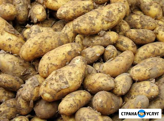 Продажа картофеля Алексин - изображение 1