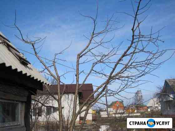 Обрезка деревьев,расчистка участков, спил деревьев Курск