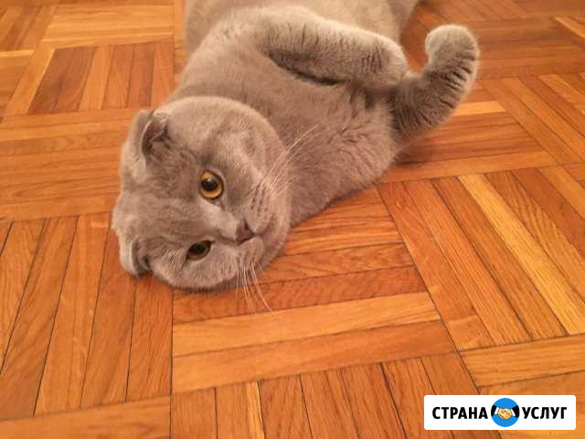 Шотландец, вязка Владикавказ - изображение 1