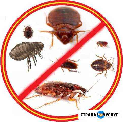 Дезинфекция, Дезинсекция, Дератизация Калуга